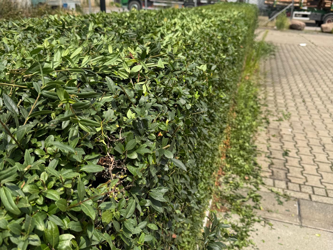 Frisch geschnittene Hecke entlang eines gepflasterten Gehwegs